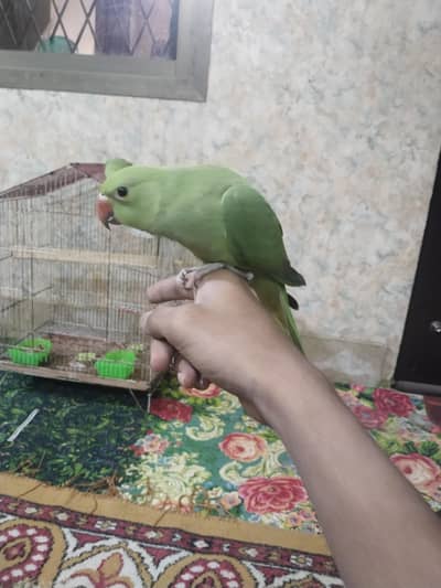 hand tamed Ringneck parrots