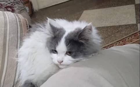 Persian cat