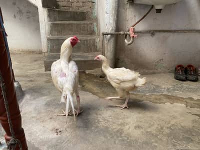 Heera pair 20k