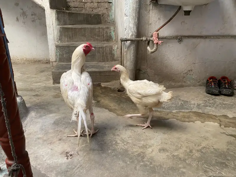 Heera pair 20k