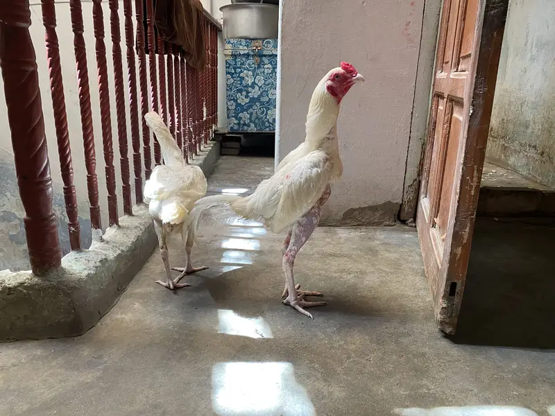Heera pair 20k — photo 2