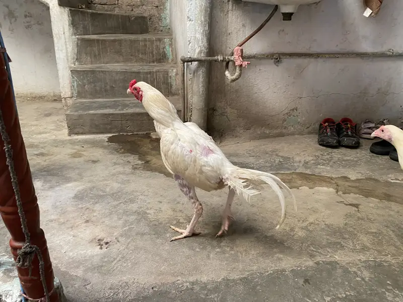Heera pair 20k — photo 3