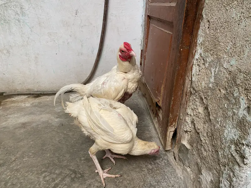 Heera pair 20k — photo 4