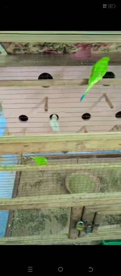 Australian parrot with cage