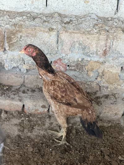 2 aseeel murghiyan
