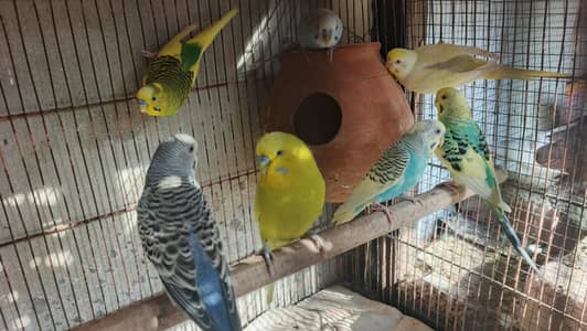 budges beautiful coluor breeder pair under exhibition male bi for sale