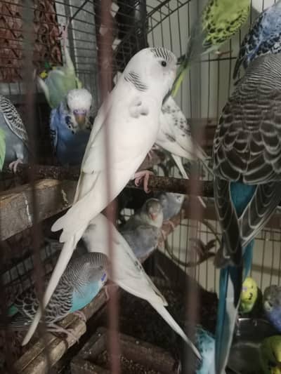 tame plum headed parrot