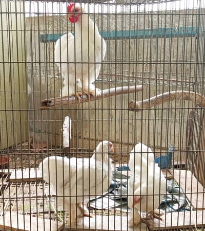 White bantum trio