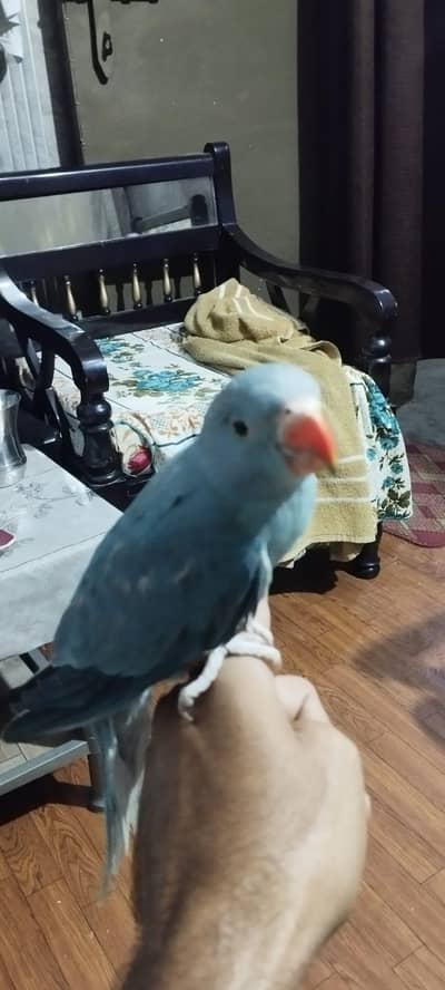 healthy and active nail tail fly All okay Tame hai