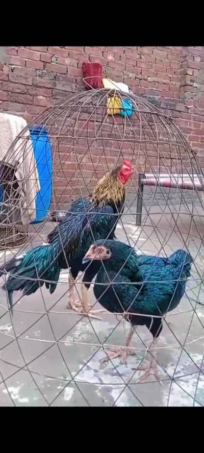 aseel mushka pair