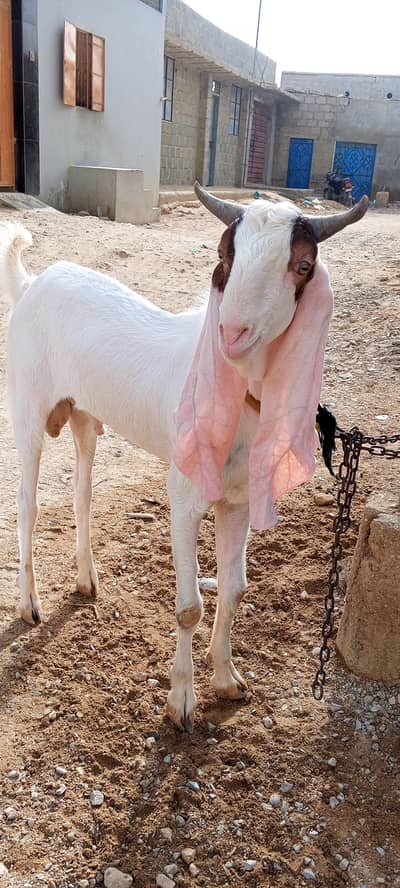 High quality gulabi breeder bakra
