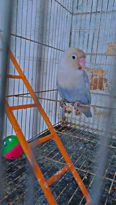 love bird 2 breader pair for sale with cage and box