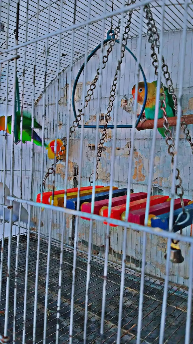 love bird 2 breader pair for sale with cage and box — photo 2