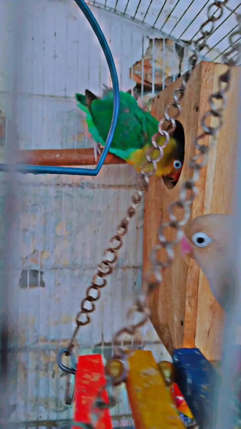 love bird 2 breader pair for sale with cage and box — photo 3