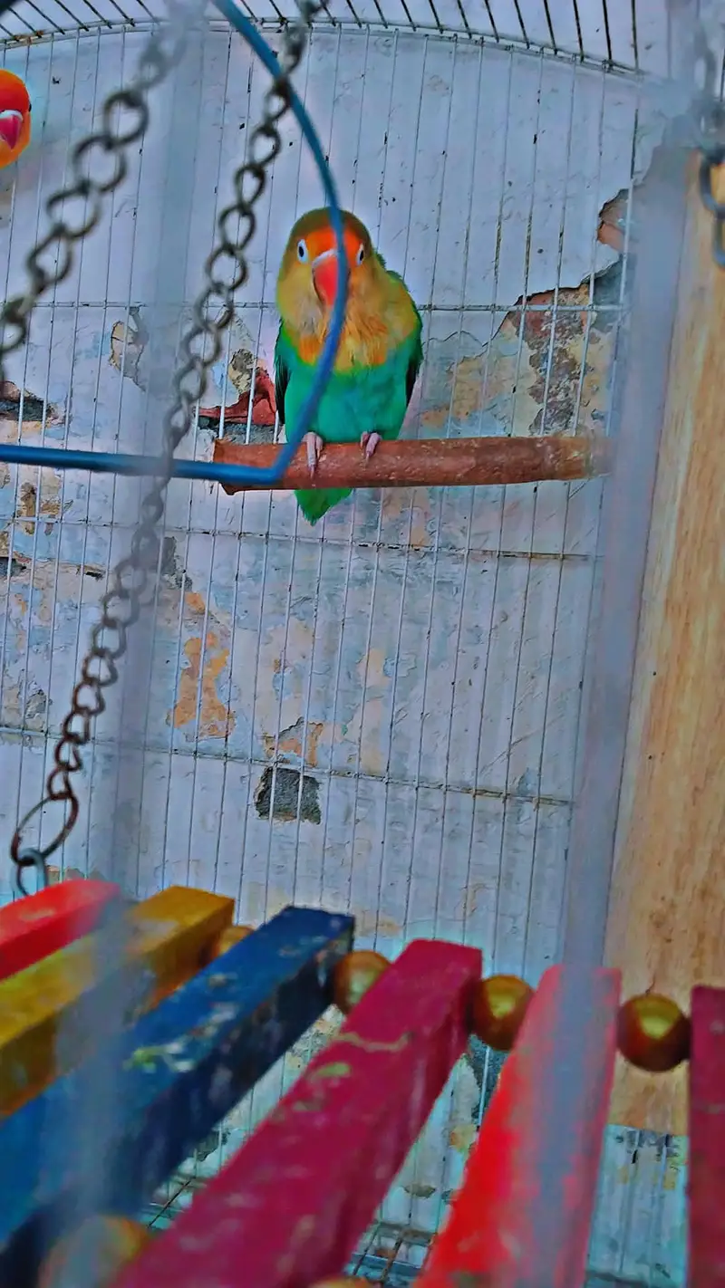 love bird 2 breader pair for sale with cage and box — photo 4