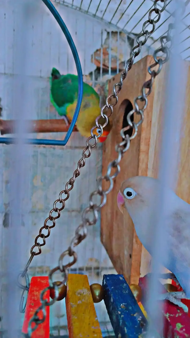 love bird 2 breader pair for sale with cage and box — photo 7