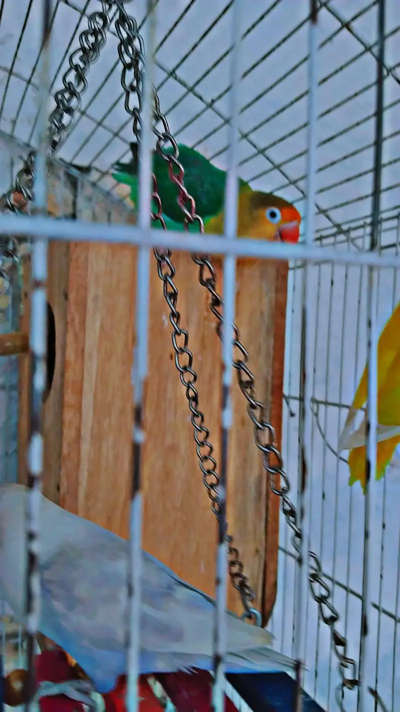 love bird 2 breader pair for sale with cage and box — photo 8