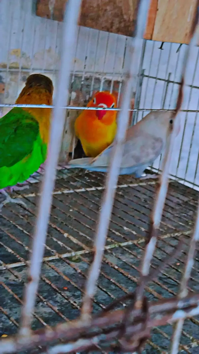 love bird 2 breader pair for sale with cage and box — photo 9