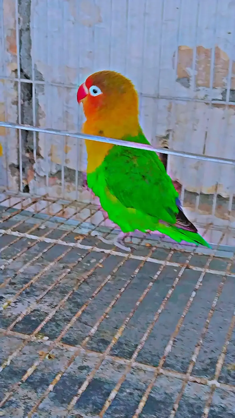 love bird 2 breader pair for sale with cage and box — photo 11