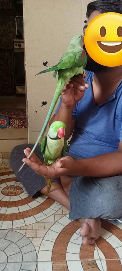 sales my raw parrot home breed very friendly pair