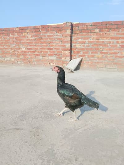 waleti madi pure aseel