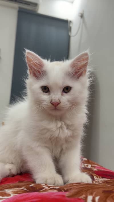 Turkish Angoora Kitten