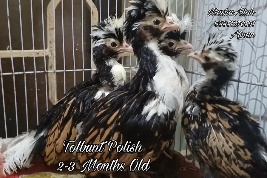 Tolbunt Polish Breeder Trio and Chicks — photo 4