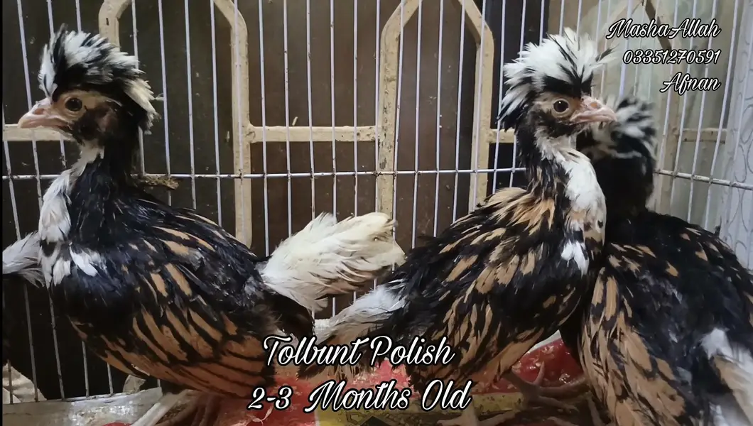 Tolbunt Polish Breeder Trio and Chicks — photo 7