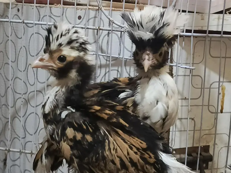 Tolbunt Polish Breeder Trio and Chicks — photo 8