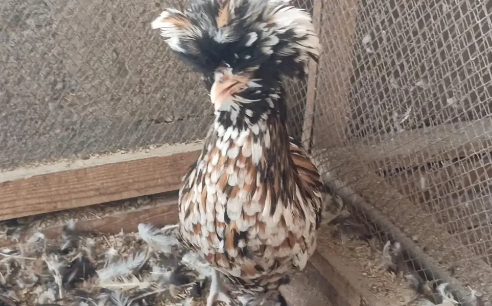 Tolbunt Polish Breeder Trio and Chicks — photo 9