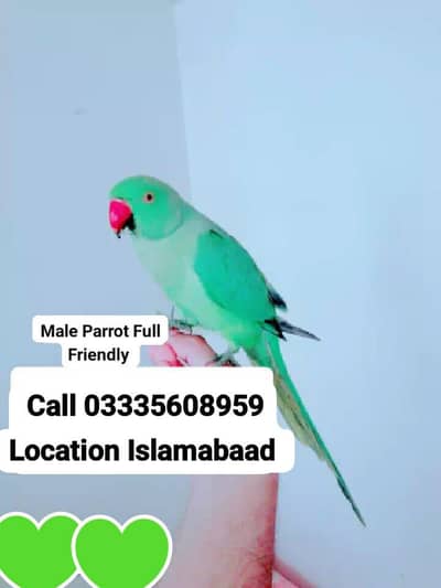 Hand Tamed Full Friendly Green Ring Neck Male Parrot Jumbo Size