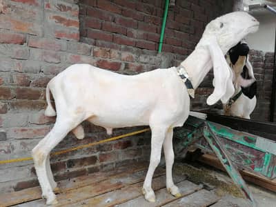 Kajla And Desi Chatra