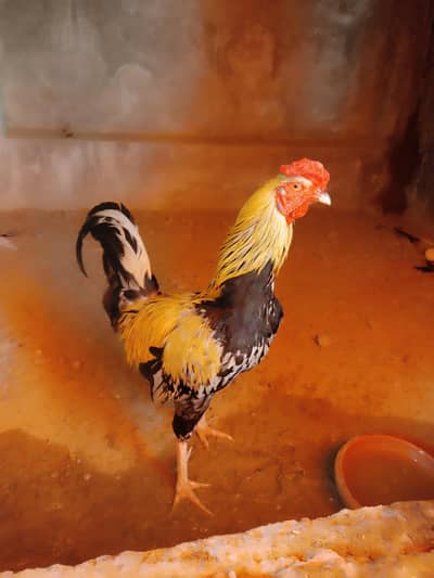 java breeder murga