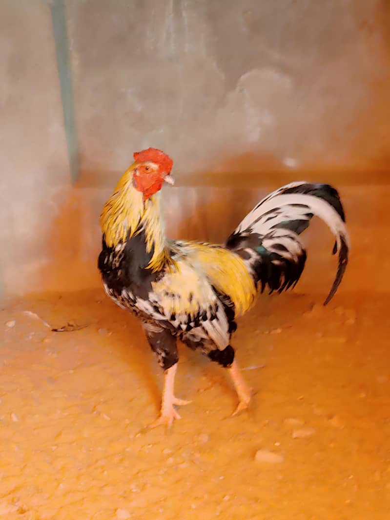 java breeder murga 1