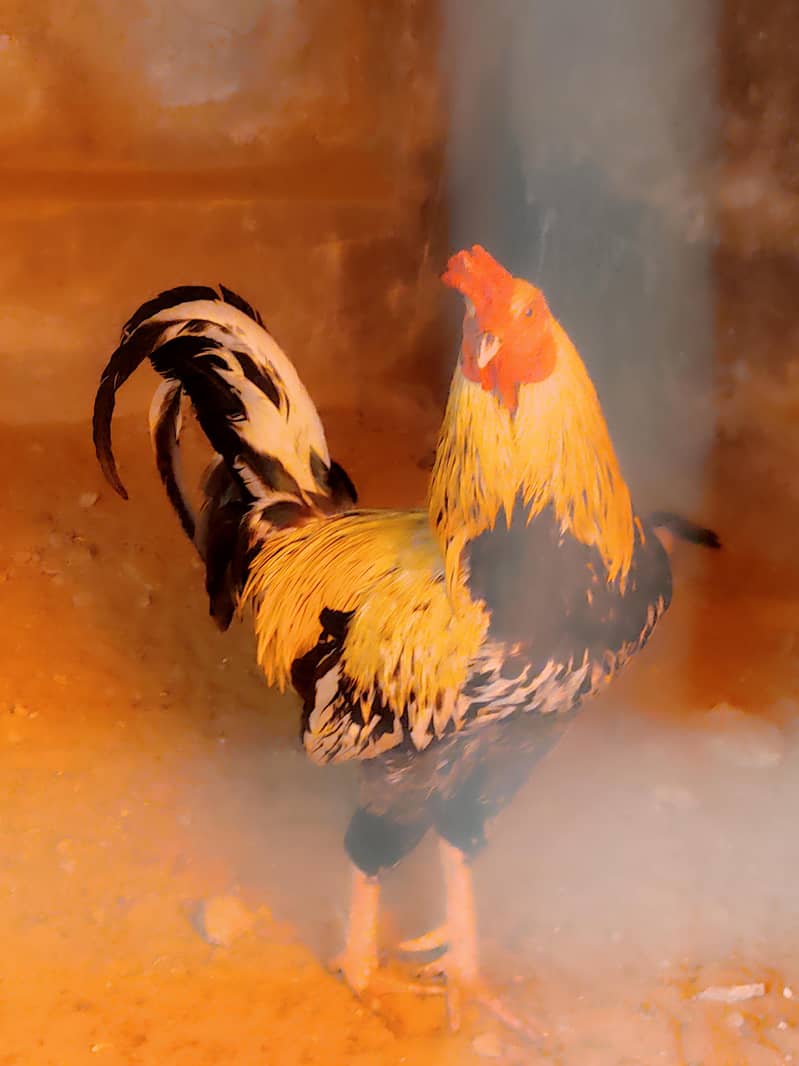 java breeder murga 2