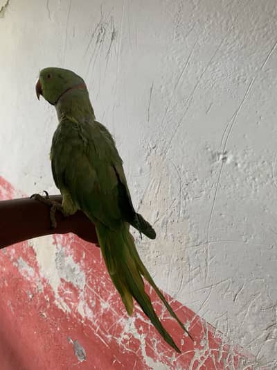 Green Parrot