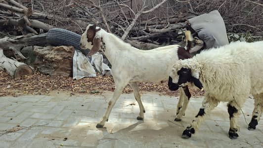Tapra Bakra