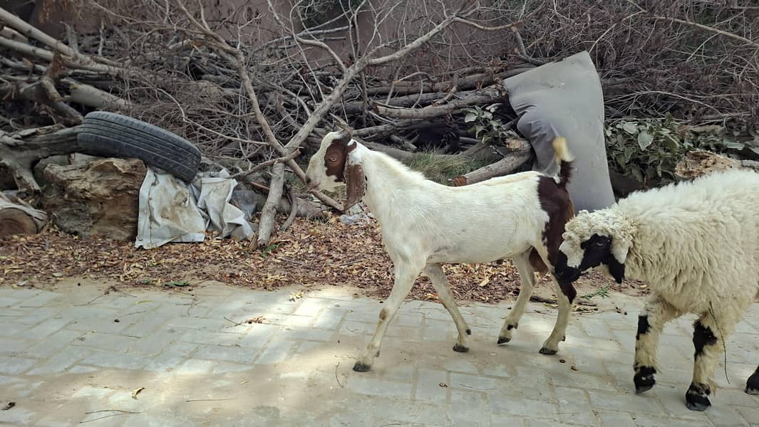 Tapra Bakra 1