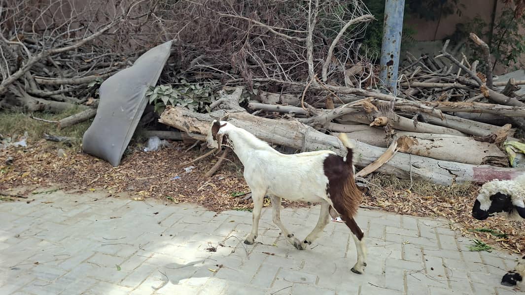 Tapra Bakra 2