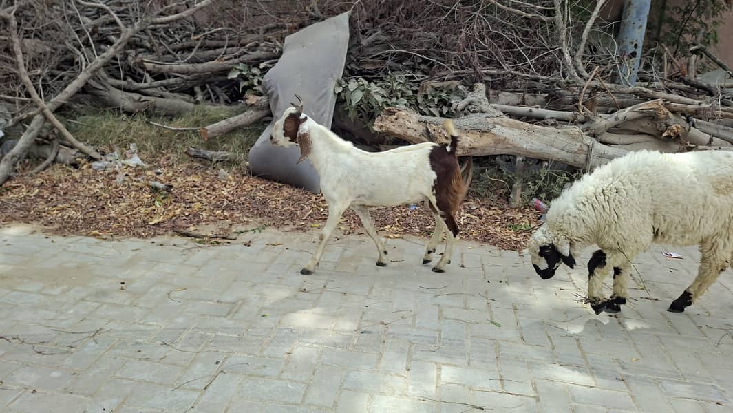 Tapra Bakra 3