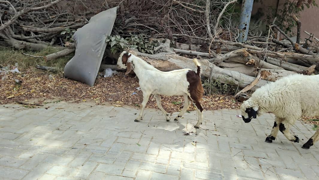 Tapra Bakra 4