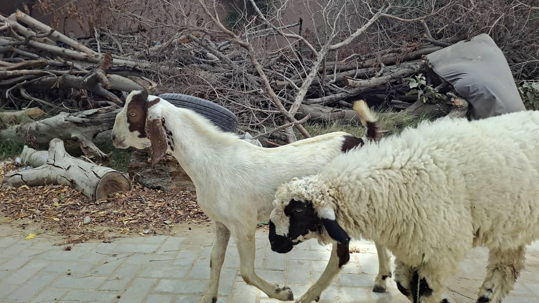 Tapra Bakra 5