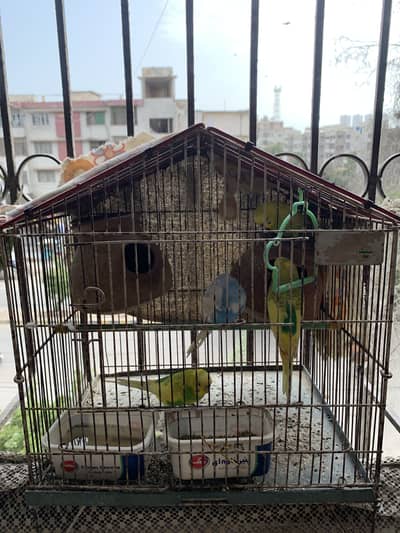 Budgerigar