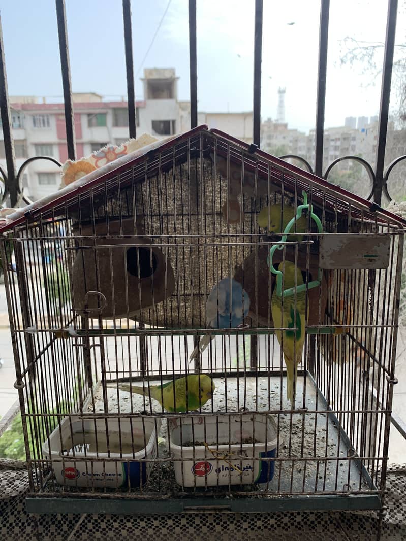 Budgerigar 0