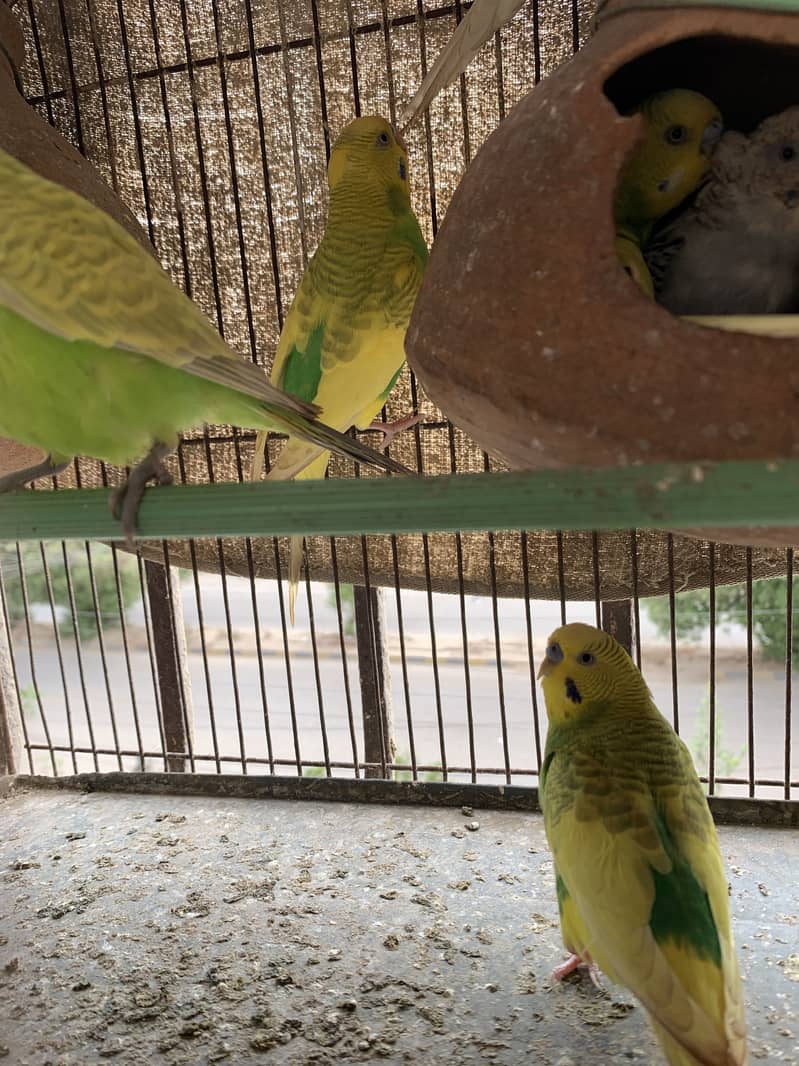 Budgerigar 1
