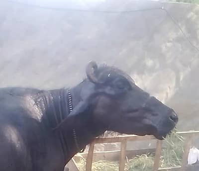 buffalo for sale