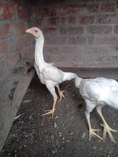 Paper white Japanese Shamoo females 2