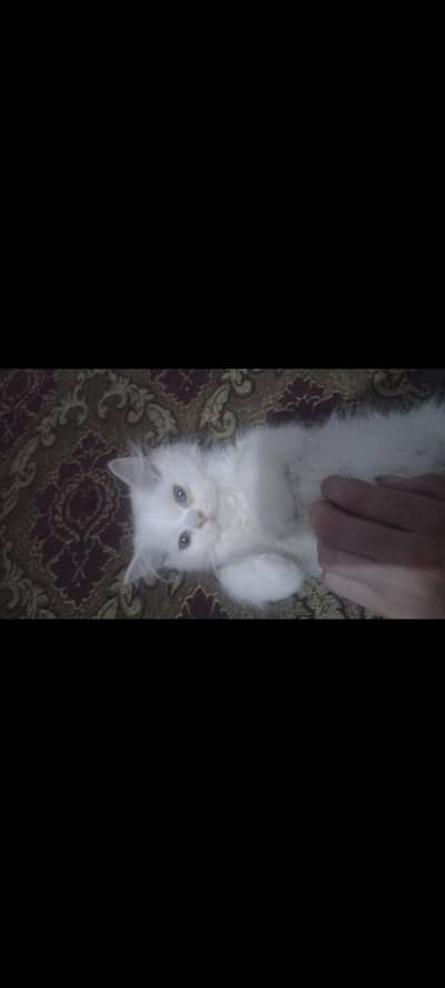 prisin kitten cat