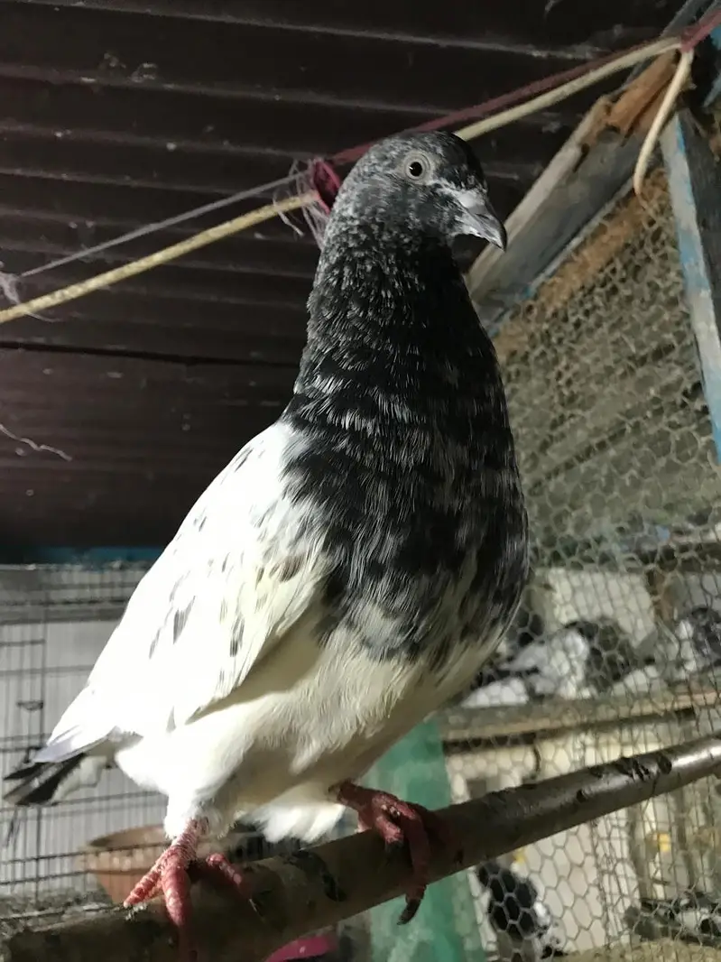 rampuri per piece