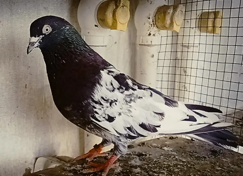 rampuri per piece — photo 2